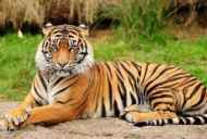 Amur tiger - velika mačka s strani rdeče knjige