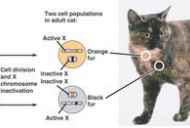 Če ima mačka 38 kromosomov, koliko jih ima v mački