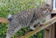 Cat pixibob: opis pasme, značilnosti oskrbe