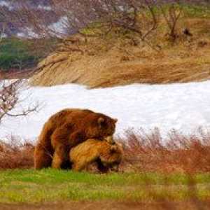 Bear grizzly ali siv medved: hrana, razmnoževanje, kjer prebiva