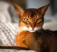 Abisinske mačke: značilnosti te pasme