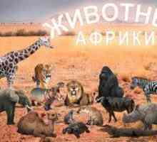 Afrika in živalsko kraljestvo: afriške živali