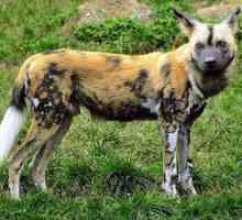 African Hyenic Wild Dog Appearance