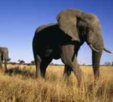 Afriški slon slon: kaj hrani in kako živi