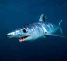 Shark mako - najhitrejši morski pes na svetu