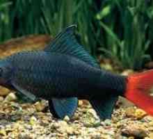 Akvarijske ribe Labeo dvo-tonski