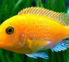 Ciklidi s akvarijskimi ribami: opis in vrste