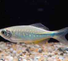 Ribiški ribji ribji ribji ribji ribji ribi: riba, riba, reprodukcija