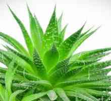 Aloe: zdravilne lastnosti in kontraindikacije