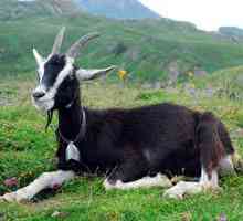 Alpske koze: značilnosti pasme in pogoji zadržanja