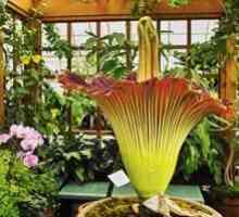 Amorphophallus velikan cvet, palm ali houseplant