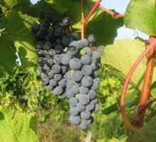 Amur grozdje "preboj": opis in pravila oskrbe