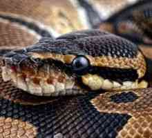 Anaconda: značilnost velikanske kače, kjer naseljuje