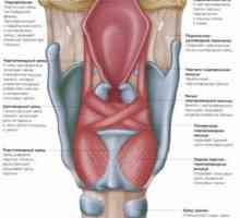 Anatomija grla - hrustanec in mišice