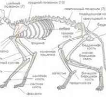 Anatomija in strukturne značilnosti okostja mačke, vloga pri delu organov