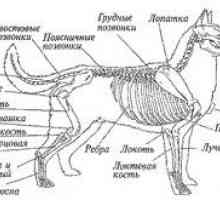 Anatomija psa: zunanja in notranja struktura telesa