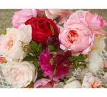 Angleška vrtnica: opis, sajenje in oskrba