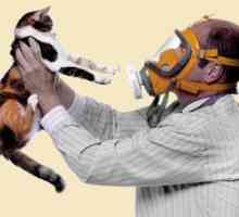 Antialergične mačke: idealna mačka za alergične bolnike