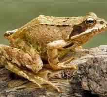 Habitat travne žabe
