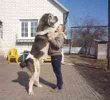 Armenski volkodlak gamprus je pas velikih in močnih psov