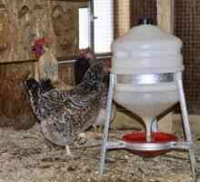 Pijača za kokoši z lastnimi rokami: proizvodnja po tehnologiji