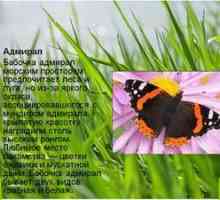 Butterfly Admiral: opis, vernalna oblika, značilnost vrste