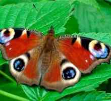 Očesni pečenec metulja: značilnosti in značilnosti