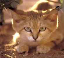Barkhan mačka: opis peska mačk