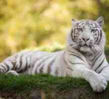 Beli tiger - eksotična žival