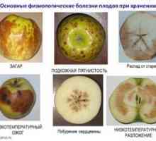Bolezni jablane: zdravljenje in preventivni ukrepi