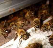 Bolezni čebel: opis in zdravljenje