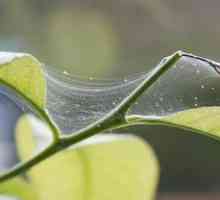 Boj proti pajkovemu pršicam na notranjih rastlinah in na vrtu