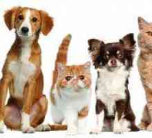 Skrb za pse in mačke: navodila za uporabo, načelo delovanja