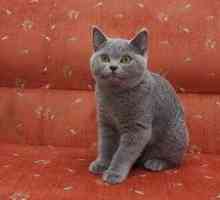 Britanska mačka: značilnosti pasme