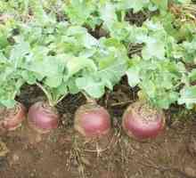 Rutabaga: rastlina semena in skrb za rastlino