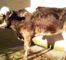Bruceloza pri kravah: vzroki, simptomi in zdravljenje