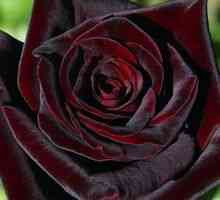 Čajno-hibridni rose črni bakarat