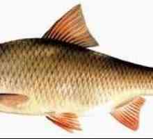 Chebak ali Sibirski roach je riba, ki je prijetna za ulov