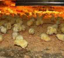 Kako hraniti piščance: hraniti se doma