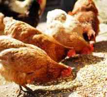Kaj hraniti kokoši nesnice doma