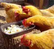 Kaj je treba prehranjevati na kokoši nesnic, da bi se izognili beriberijem?