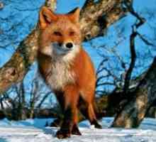 Kakšna lisica lahko jeste v različnih obdobjih leta
