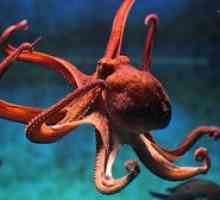 Kaj se hrani na hobotnici in strukturi lovcev, oko, kljuna