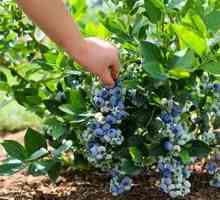 Kaj je nahraniti vrtne vrtnice pomladi: gnojenje in gnojenje