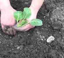 Kako hraniti zelje po pristanku v tleh