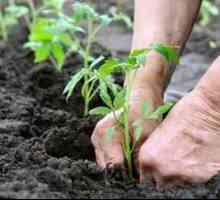 Kako hraniti paradižnik po sajenju v tleh: gnojilo paradižnik