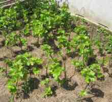 Kaj je treba hraniti grozdje v pomladno-mineralnih gnojilih v maju