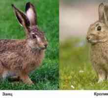 Kaj kunci so drugačni od zajcev