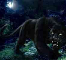 Črna panterja je jaguar ali leopard. Opis pasme