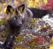 Črno-rjava lisica: kakšna je ta žival?